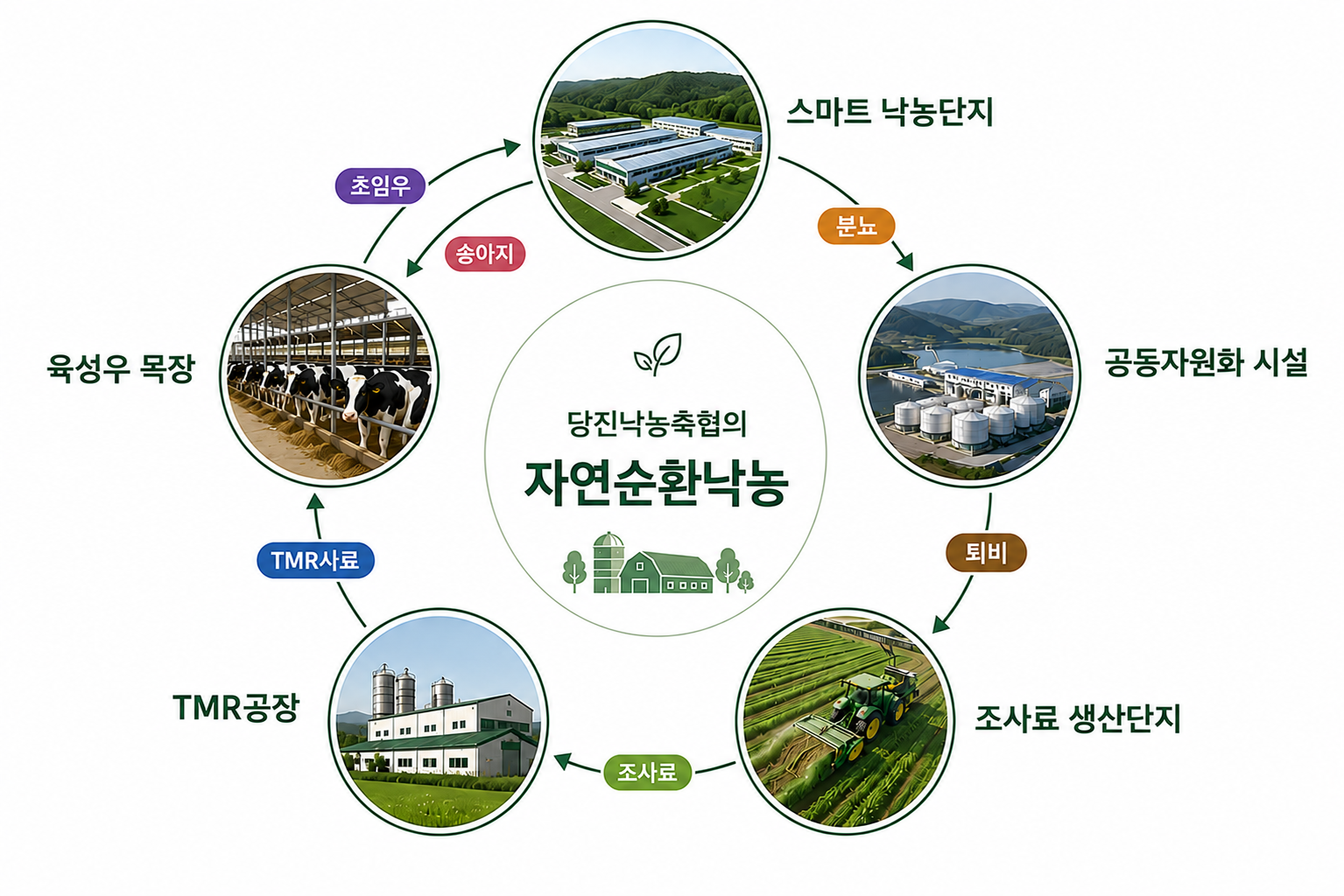 자연순환농업 순환도. 스마트 낙농단지, 공동자원화 시설, 조사료 생산단지, TMR 공장, 육성우 목장이 원을 이루며 후보우·분뇨·퇴비·조사료·TMR로 연결된다.