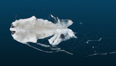 3D 스캔으로 젖소의 신체충실지수(BCS)를 측정하는 화면.